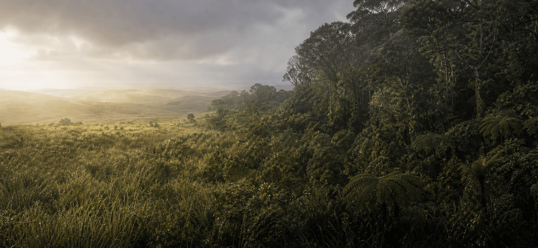 Imagem conceitual do encontro entre o campo do Pampa e a floresta da Mata Atlântica